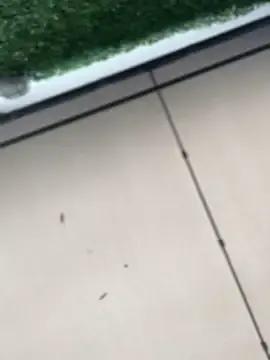 SweetieSinXXX on StripChat 